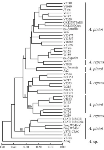 Figure 1 - UPGMA dendrogram of 33 accessions of A. pintoi and ten of A.