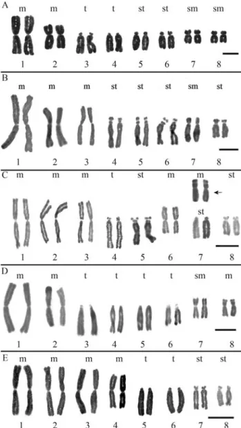 Figure 2 - Karyotypes of the Alstroemeria hookeri complex populations: