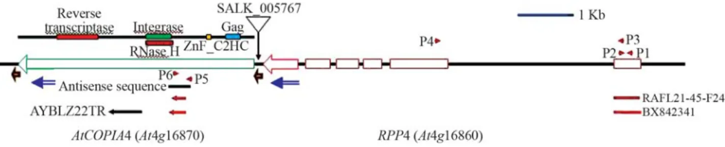 Figure 1 - The Arabidopsis genomic region of AtCOPIA4 (in green) and RPP4 (in red) based on Yi and Richards (2007) who have sequenced the full-length cDNA of genes in this region