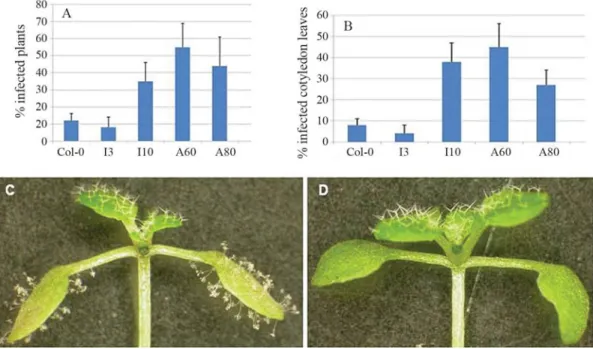 Figure 3 - Percentage of infected Arabidopsis wild type and mutant plants 10 days after inoculation of Hyaloperonospora parasitica EMWA1