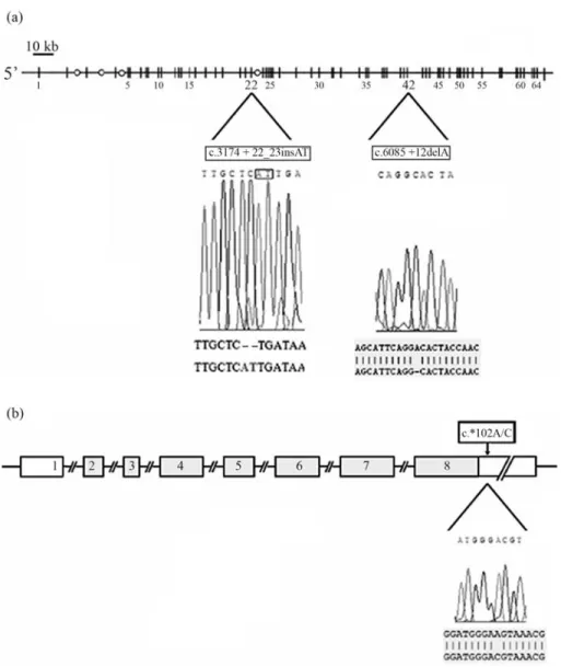 Figure 1 - Novel genetic variations in LAMA2 and SGCG genes. Sequencing of the LAMA2 gene revealed two novel intronic variations: a c.3174+22_23insAT insertion in intron 22 and a c.6085+12delA deletion in intron 42