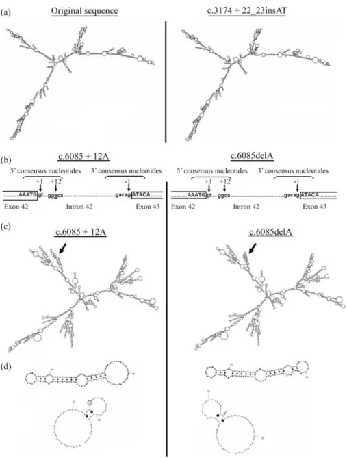 Figure 3 - Proposed secondary-structure models of the new sequence variations in LAMA2 genes
