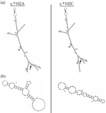 Figure 4 - Effect of the c. * 102A/C in the 3’UTR region of the SGCG gene on RNA secondary structure