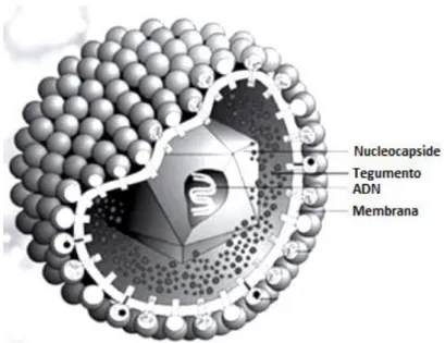 Figura 1. Herpes vírus canino (Adaptado de Rootwelt et al., 2011). 