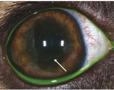 Figura  7.  Presença  de  úlcera  superficial  na  córnea,  detetada  durante  estudo  de  infeção  com  herpesvirus  canino  (Adaptado  de  Ledbetter et al, 2009) 