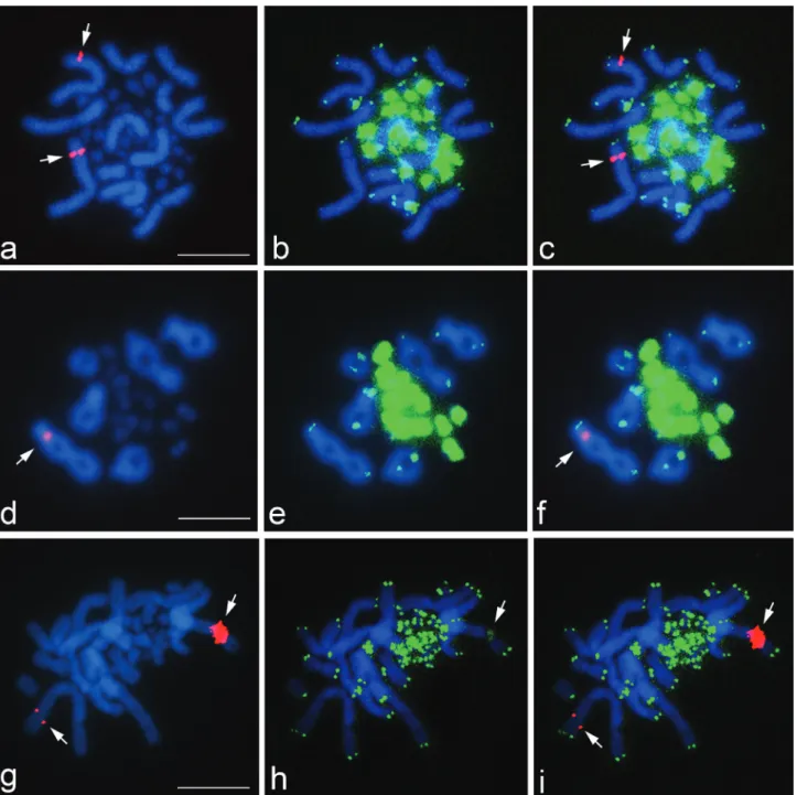 Figure 1 - Chromosomal localization of the 18S-28S rRNA genes and (TTAGGG)n sequences in L