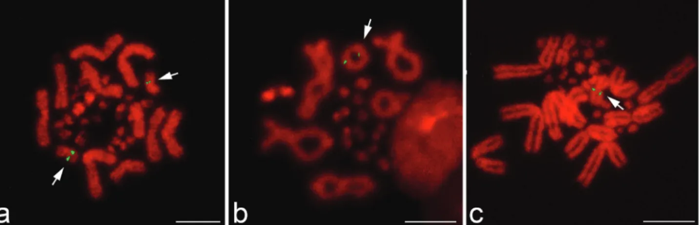 Figure 2 - Chromosomal localization of the 5S rRNA genes in L. b. belliana mitotic metaphase (A) and meiotic (B) chromosomes, and L