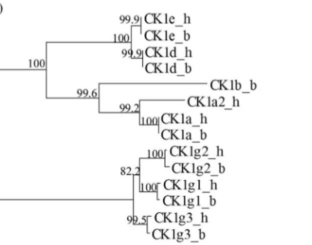 Figure 2 - Catalytic domain conservation is family-dependent. (A) The CK1 family is highly conserved, with zero to two amino acid changes between bo- bo-vine and human orthologs