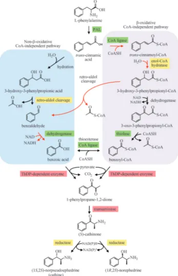 Figure 1 - Proposed biosynthetic routes leading from L-phenylalanine to phenylpropylamino alkaloids in khat