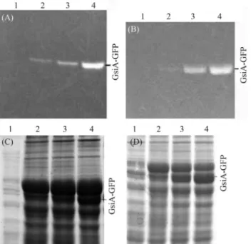 Figure 1 - In-gel fluorescence of GsiA-GFP fusion. The samples were treated with SB at 37 °C for 5 min