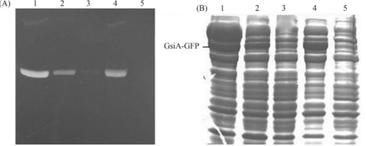 Figure 3 - In-gel fluorescence (A) and SDS-PAGE (B) analysis of expressed GsiA-GFP fusion in several strains