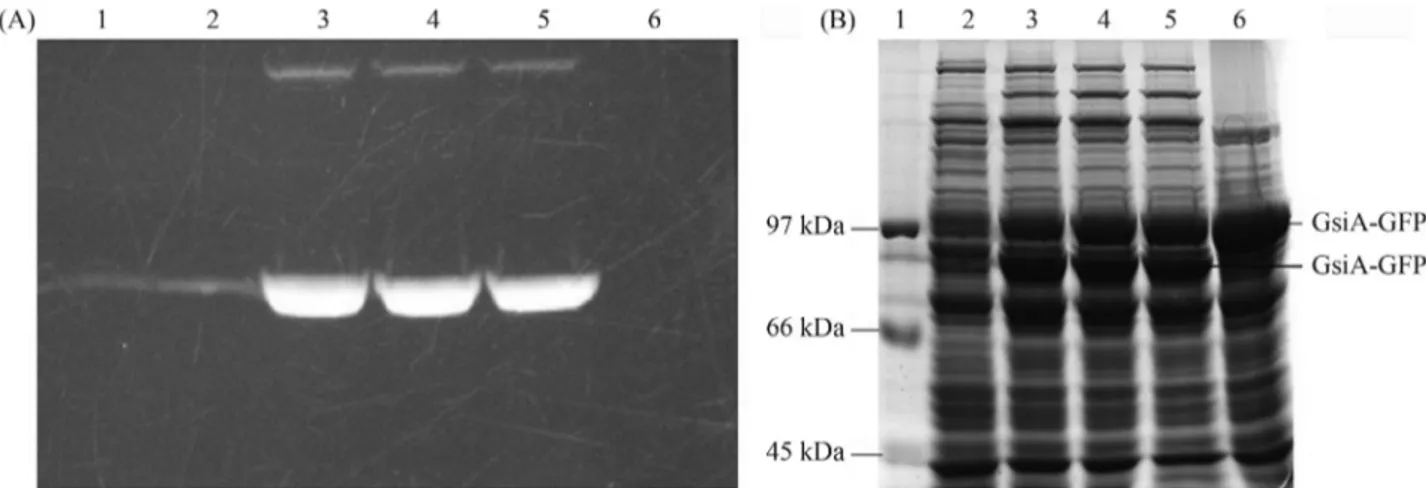 Figure 7 - In-gel analysis of the expressed GsiA-GFP in Rosetta (DE3) cells. A: In-gel GFP fluorescence