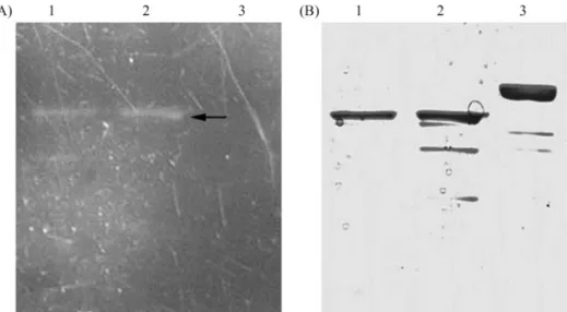 Figure 8 - In-gel analysis of purified recombinant protein. A: In-gel GFP fluorescence