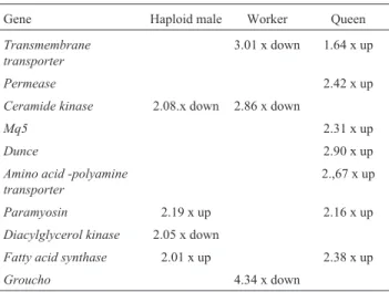 Table 2 - Pairwise comparisons for gene expression levels in newly emerged diploid males against haploid males, workers and queens