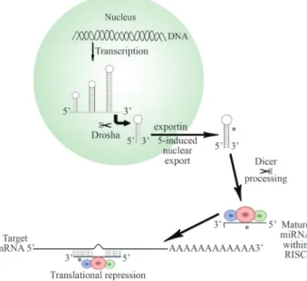 Figure 1 - The biogenesis and function of miRNAs.