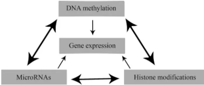 Figure 4 - Crosstalk between genomic methylation, histone modifications and the effects of microRNAs in the gene expression profile.