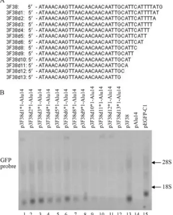 Figure 6 - The effects of 3F46 deletions on GFP gene expression. (A) Nu- Nu-cleotide sequences of 3F46 and its deleted fragments