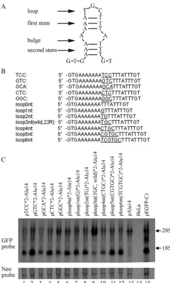 Figure 8 - The effects of 22R mutants on GFP gene activation. (A) The 22R DNA sequence is predicted to form an imperfect stem-loop structure that includes a loop (3 nt), an initial stem (3 bp), a bulge (2 nt) and a second stem (3 bp)