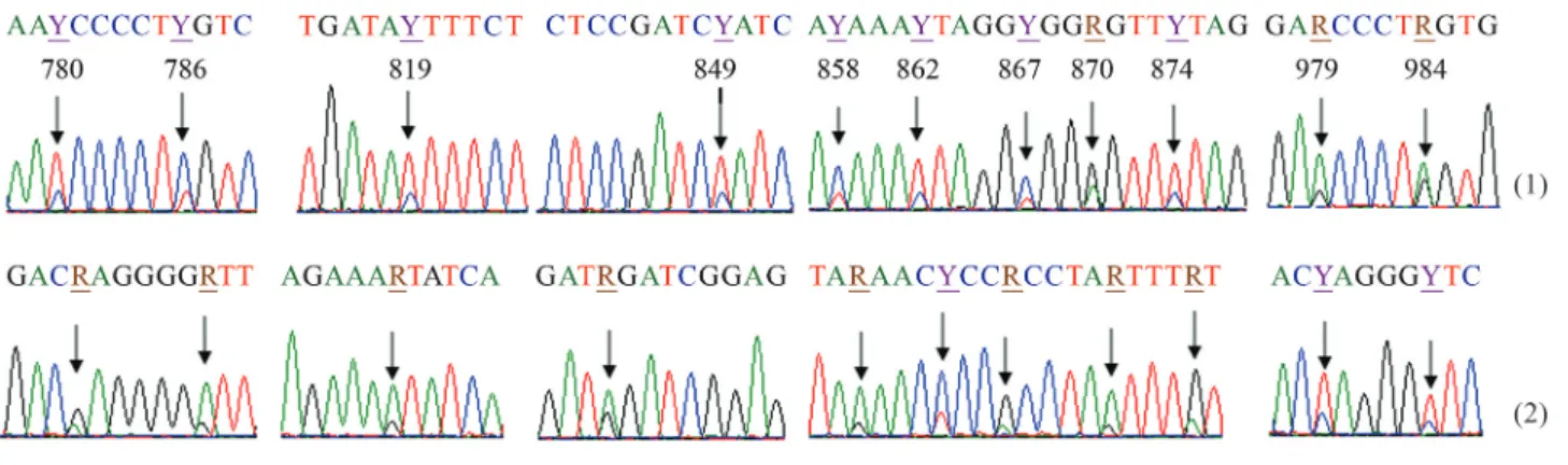 Figure 1 - Partial sequence electropherograms of cytochrome b in A. ruthenus. (1) 5’ ® 3’ strand; (2) 3’ ® 5’ strand