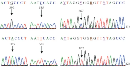 Figure 2 - Partial sequence electropherograms of cytochrome b in A. ruthenus (5’ ® 3’ strand) differentiating between AruH1 (1) and AruH2 (2).