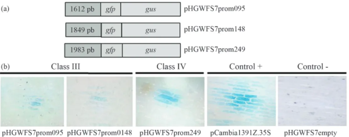 Figure 2 - Promoter-reporter gene fusions. (A) Promoter-gfp-gus fusion constructs for SCMUG266 BAC095, SCMUG266 BAC148 and SCMUG148 BAC249 genes
