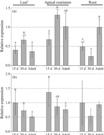 Figure 5 - Expression of Class III and IV mustang genes during the devel- devel-opment of sugarcane plants