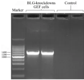 Figure 2 - Detection of shRNA efficiency against BLG. BLG mRNA lev- lev-els were relatively lower in GEF cells co-transfected with both shRNA and BLG overexpression plasmids (2:1)