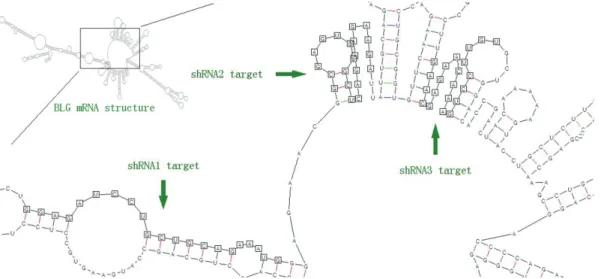 Figure 5 - shRNA target regions in BLG mRNA. BLG mRNA secondary structure at 37 °C was calculated to analyze mRNA target structural effects on RNAi efficiency