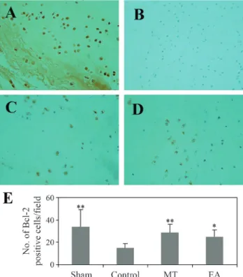 Figure 2 - Effect of EA on immunohistochemical staining for Bcl-2 in AF cells. (A) Sham group, (B) Control group, (C) MT group and (D) EA group