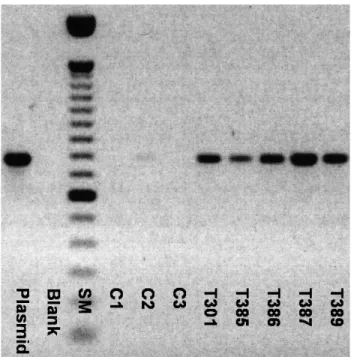 Figure 2 - Detection of Nag70 mRNA transcripts by RT-PCR. SM (size marker) – 100 bp DNA ladder, Blank – H 2 O sample, C1 – non-transgenic Pinova, C2 and C3 – non-transgenic plants of two other apple cultivars, T301-T389 – Nag+Endo transgenic lines of the a