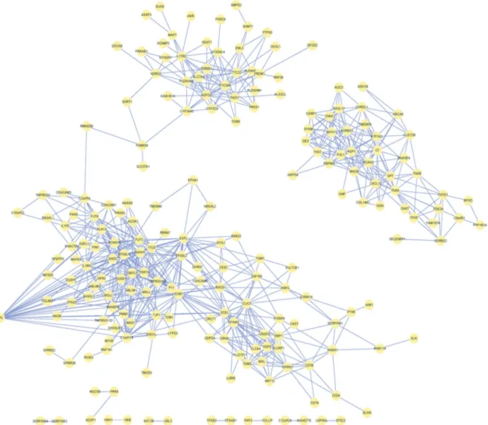 Figure 3 - Correlation network of ESCC. Yellow dots indicate DEGs and blue lines the correlation of two neighboring points, with r > 0.9.