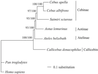 Figure 3 - Maximum likelihood (ML) and Bayesian tree based on com- com-plete mitochondrial genome with the GTR+I+G model