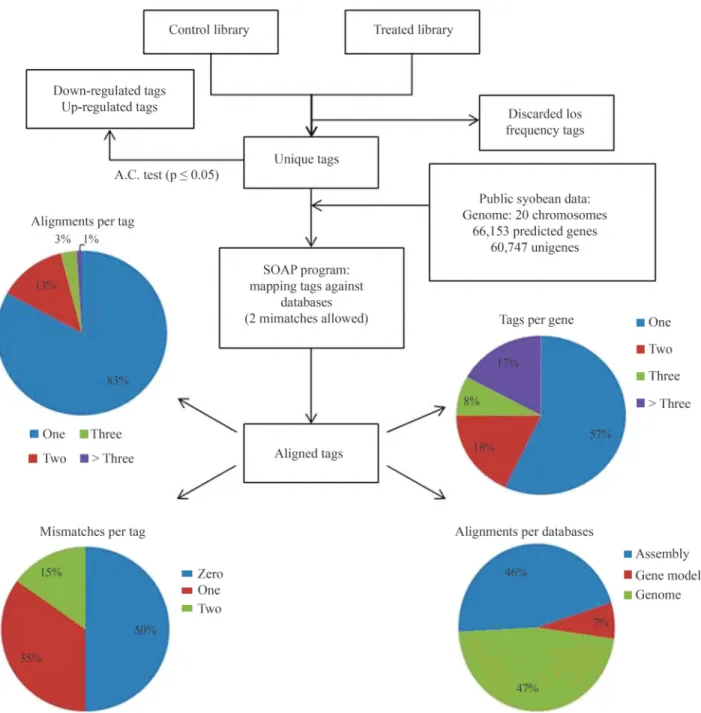 Figure 3 - Complete pipeline of the SuperSAGE data analysis. All tags (control and treated libraries) of each sample were grouped in unique tags