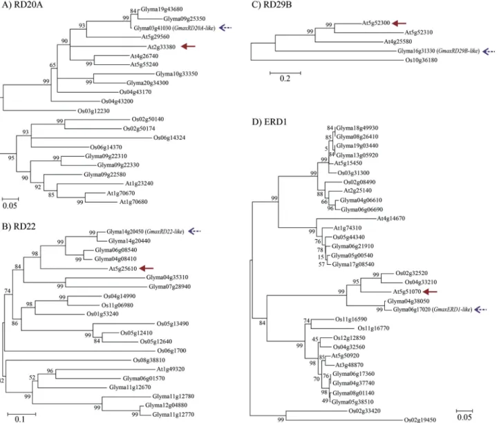 Figure 1 - Dendrograms of the Arabidopsis thaliana, Glycine max and Oryza sativa key genes responsive to drought, based on the amino acid sequences.