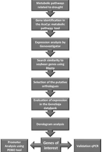 Figure 1 - Strategy of ortholog gene search in soybean subjected to drought stress.