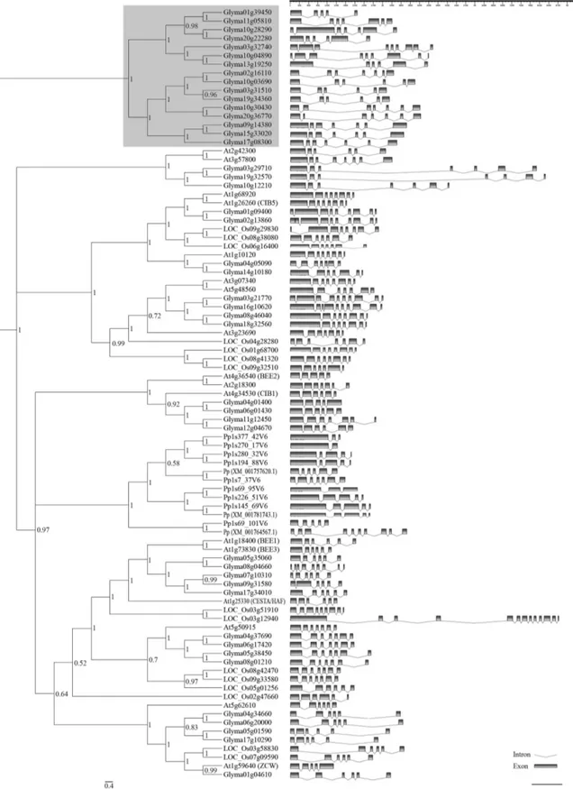Figure 2 - Phylogenetic relationships among bHLH subgroup 25 members. The phylogenetic tree shown on the left comprises 89 plant bHLH protein se- se-quences