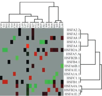Figure 3 - Hierarchical clustering (Cluster3.0) of up-regulated (red), down-regulated (green) and non-regulated (black) soybean EST clusters (p &lt; 0.05) related to HS response; gray stands for absence of information.