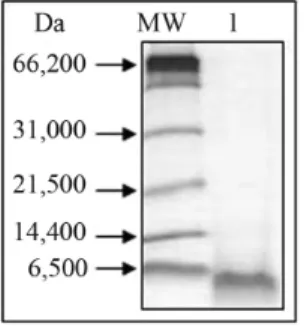 Figure 2 - Three-phase SDS-Tricine-PAGE of Cell Wall Extracts (CWE) from fully expanded leaves of Samara bell pepper variety, after  ammo-nium sulfate precipitation followed by heating fractionation and dialysis (line 1)
