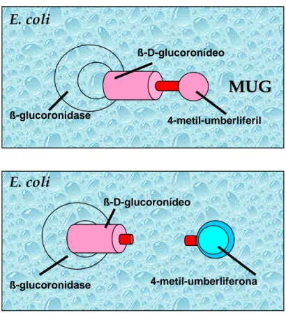Figura 3 – Esquema da reação enzimática do substrato MUG (IDEXX, 2005) 
