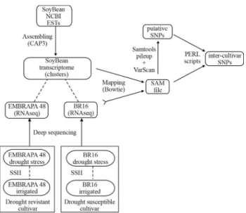 Figure 1 - Pipeline description of inter-cultivar SNP detection from sup- sup-pression subtractive libraries (SSH) of drought stress against irrigated conditions on tolerant and sensitive cultivars.