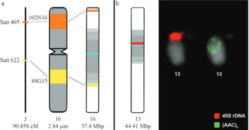 Figure 5 - FISH analysis of Glycine max metaphase cells. (a) in situ hybridization with BACs 88G15 and 102N16 (both belonging to Gm16) stained with Cy3 and pseudocolored in yellow and red, respectively; (b) the (AAC)5 synthetic oligonucleotide as probe, co