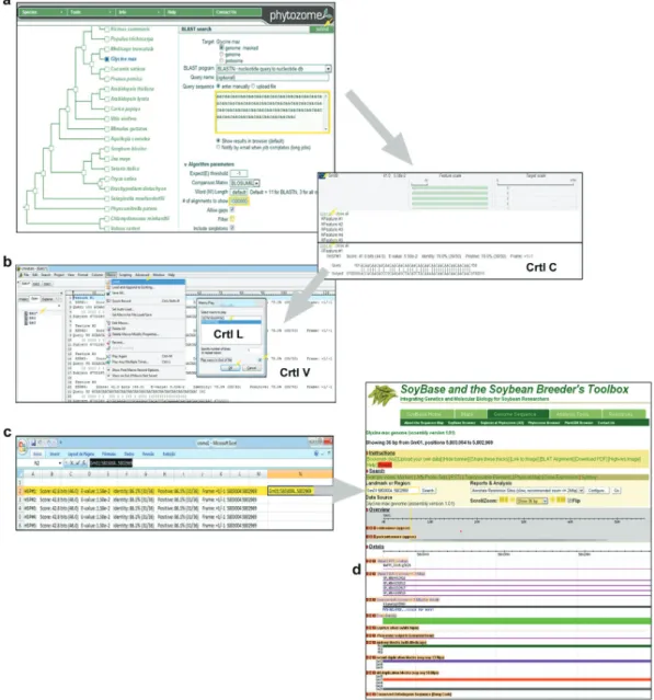 Figure 3 - In silico of (AAC) 5 SSR oligonucleotide. (a) Anchoring by using the BLASTn algorithm at http://www.phytozome.com/search.php; (b) screen print of the UltraEdit text editor for organizing data sheets; (c) Microsoft Office Excel sheet for data han