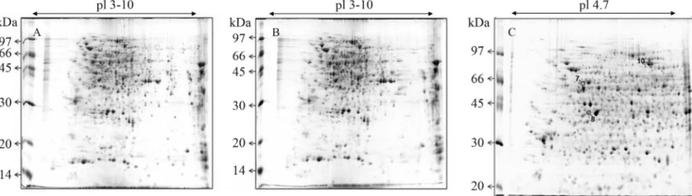 Table 2 - Selected protein spots identified by MALDI-TOF.