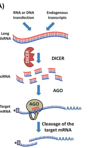 Figure 4 - Retention and loss of RNAi genes in trypanosomatids. (A) Schematic representation of the mechanism of RNA interference (RNAi) present in some trypanosomes