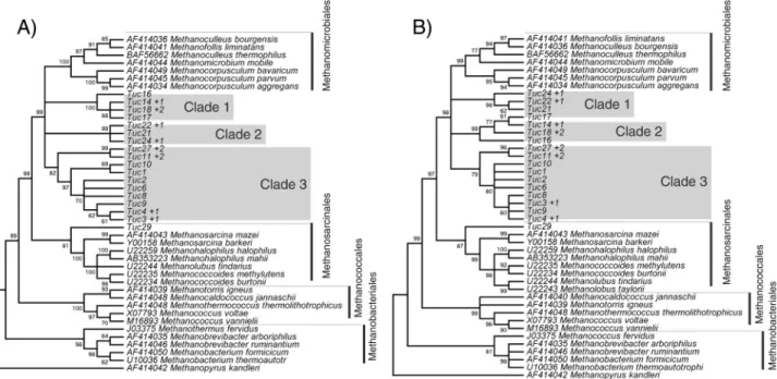 Figure 3 - Comparison of the gene trees for nucleotides (A) and amino acids (B). The sequences of the organisms identified by their scientific names were obtained from GenBank® (access numbers AF414034-AF414051), while those denominated “Tuc (number)” were