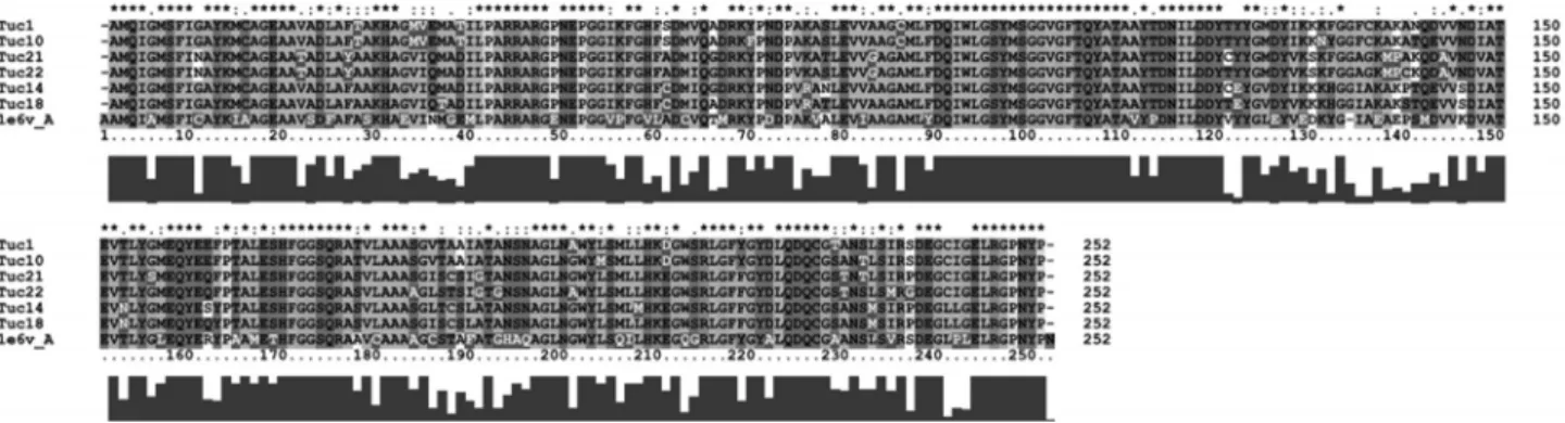 Figure 4 - Multiple alignment of the amino acid sequences of the Mcra of Methanospyrus klandery, showing the template and the sequences obtained in the present study using the Clustal 2.0.9 program: Tuc14 and Tuc18 (clade 1), Tuc21 and Tuc22 (clade 2), and