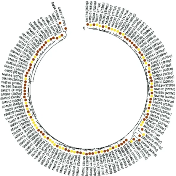 Figure 3 - OTU of NMS and SMS in a neighbor-joining tree obtained using the Neighbor-Joining method (bootstrap: 10,000)