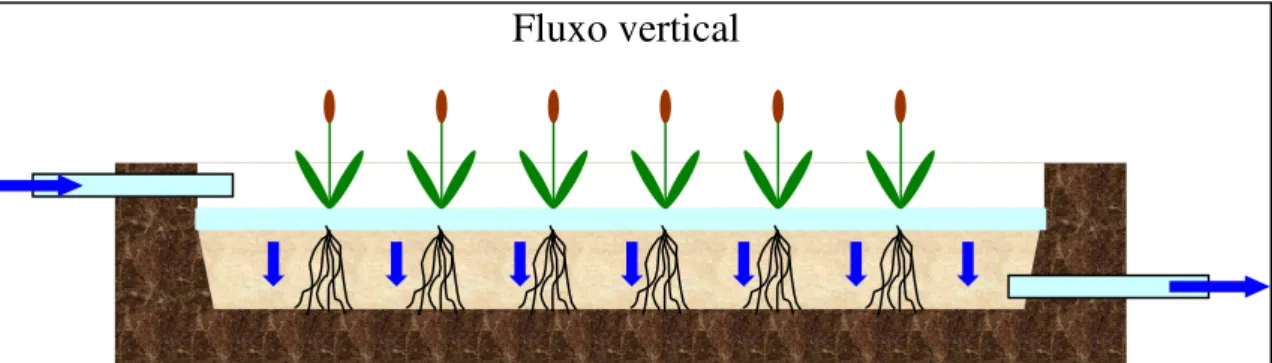 Figura 10: Esquema de sistemas fito-pedológicos de fluxo vertical (TSUHAKO,2005). 