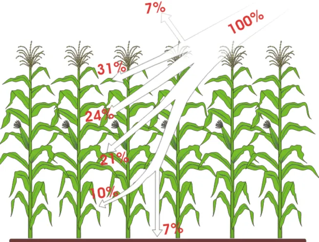 Figura 1. Distribuição da radiação em um campo de milho, segundo Larcher (2000), onde se  nota que a radiação se espalha pela cobertura vegetada de maneira mais homogênea