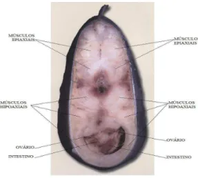 Figura  2  -  Disposição  dos  órgãos  no  peixe-  adaptado de Zboray, G. et al., 2010